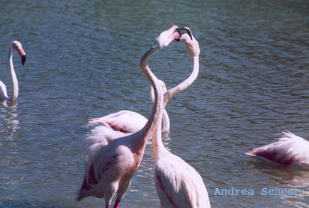 Chiedo AIUTO ai fotografi Fenicotteri a Pont de Gau Camargue